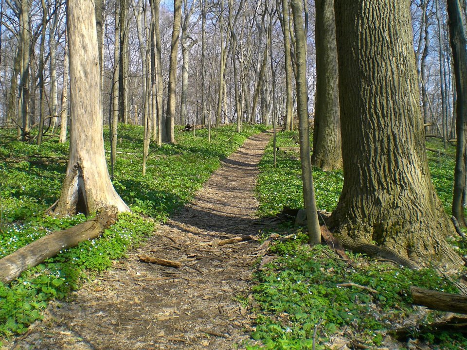 Bendix Woods County Park - Photo 1
