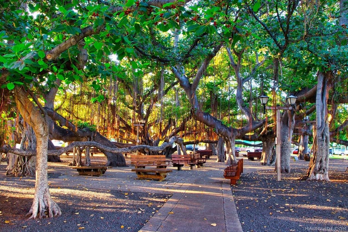 Lahaina Banyan Court - Photo 1