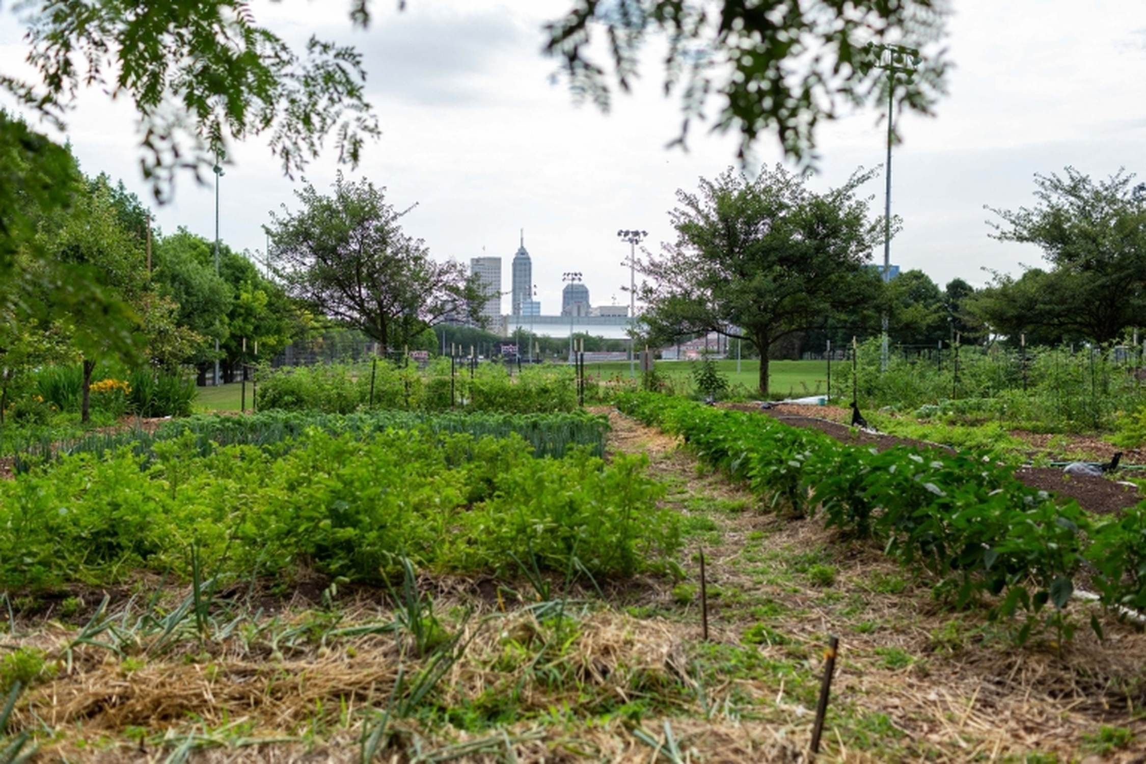 The Arbor Garden at IUPUI - Photo 1