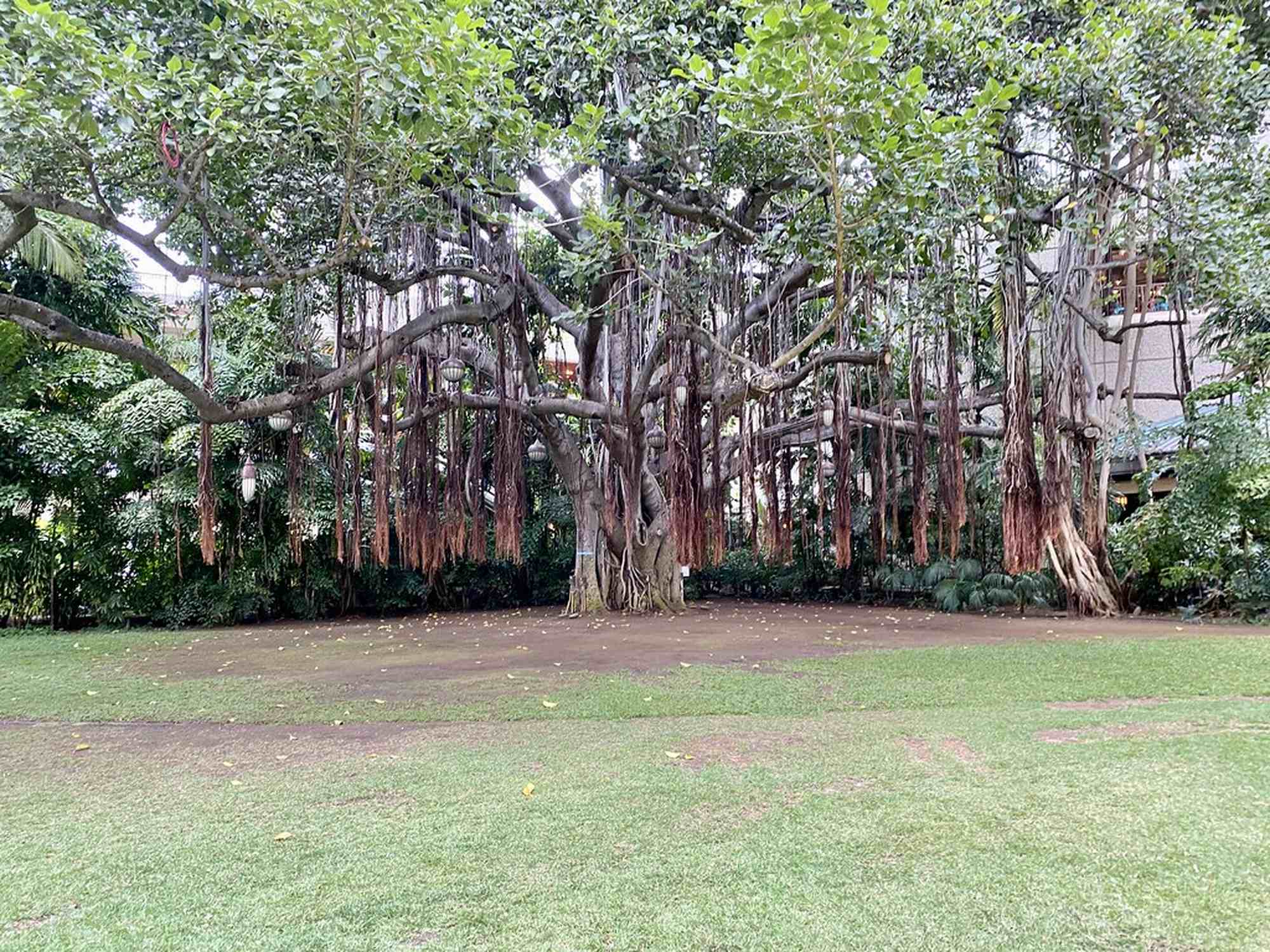 Hawaiian Banyan Trees Garden - Photo 1