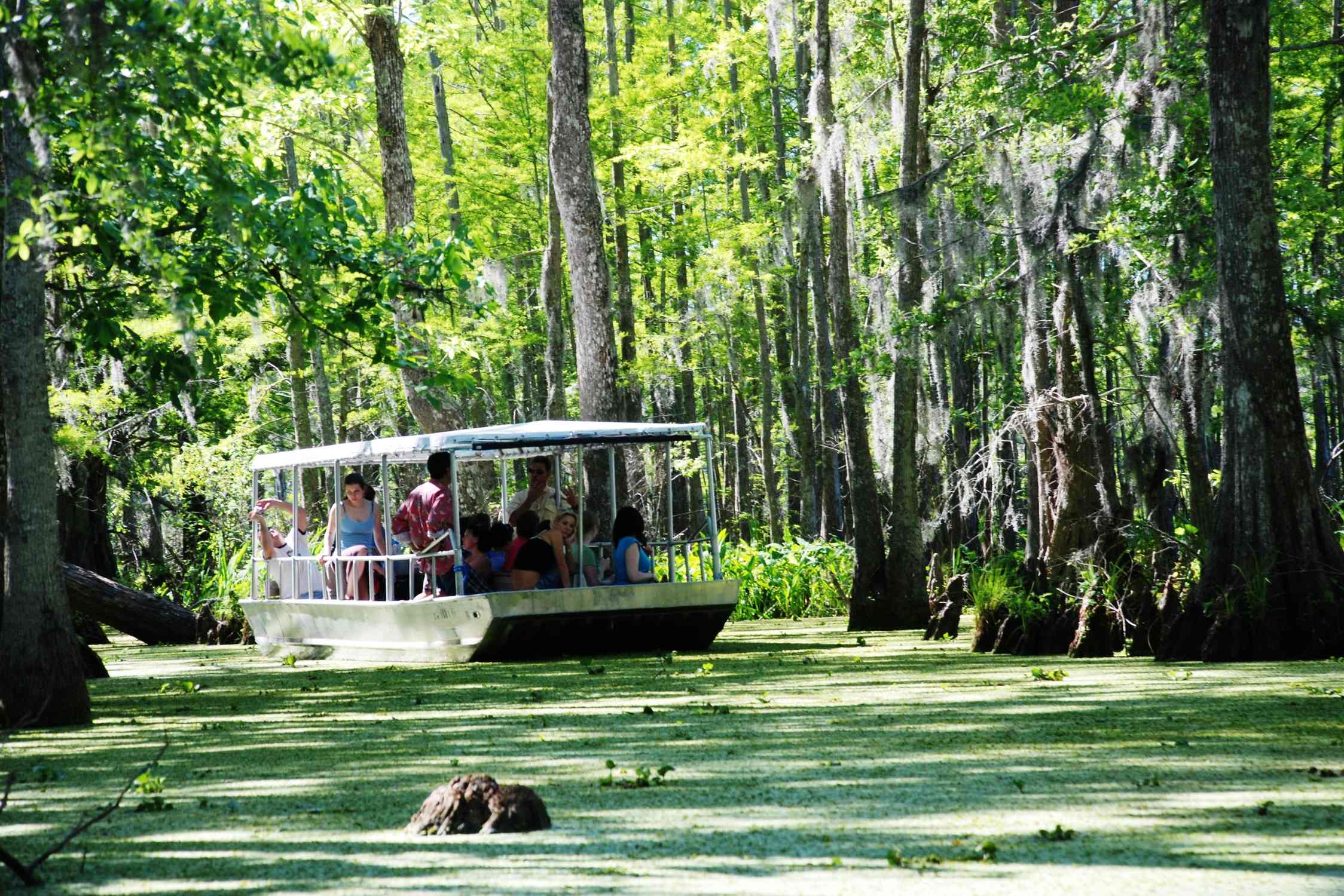 Honey Island Swamp - Photo 1