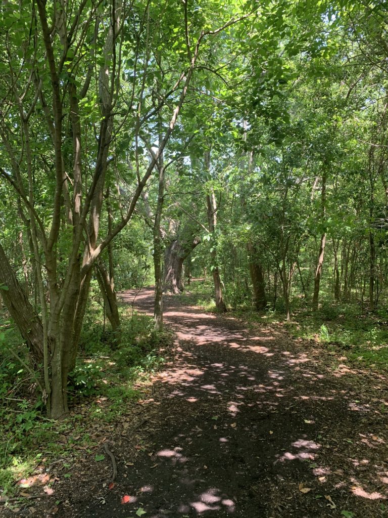 Couturie Forest - Photo 1