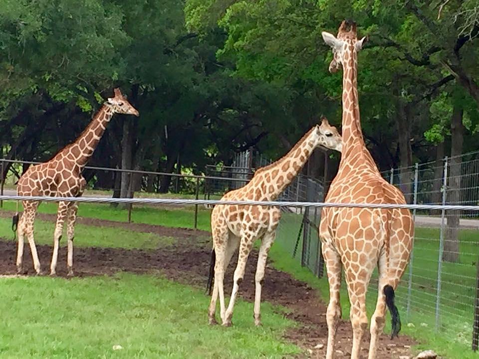 Wildlife Ranch - Photo 1