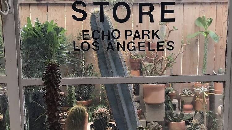 Cactus Store - Photo 1