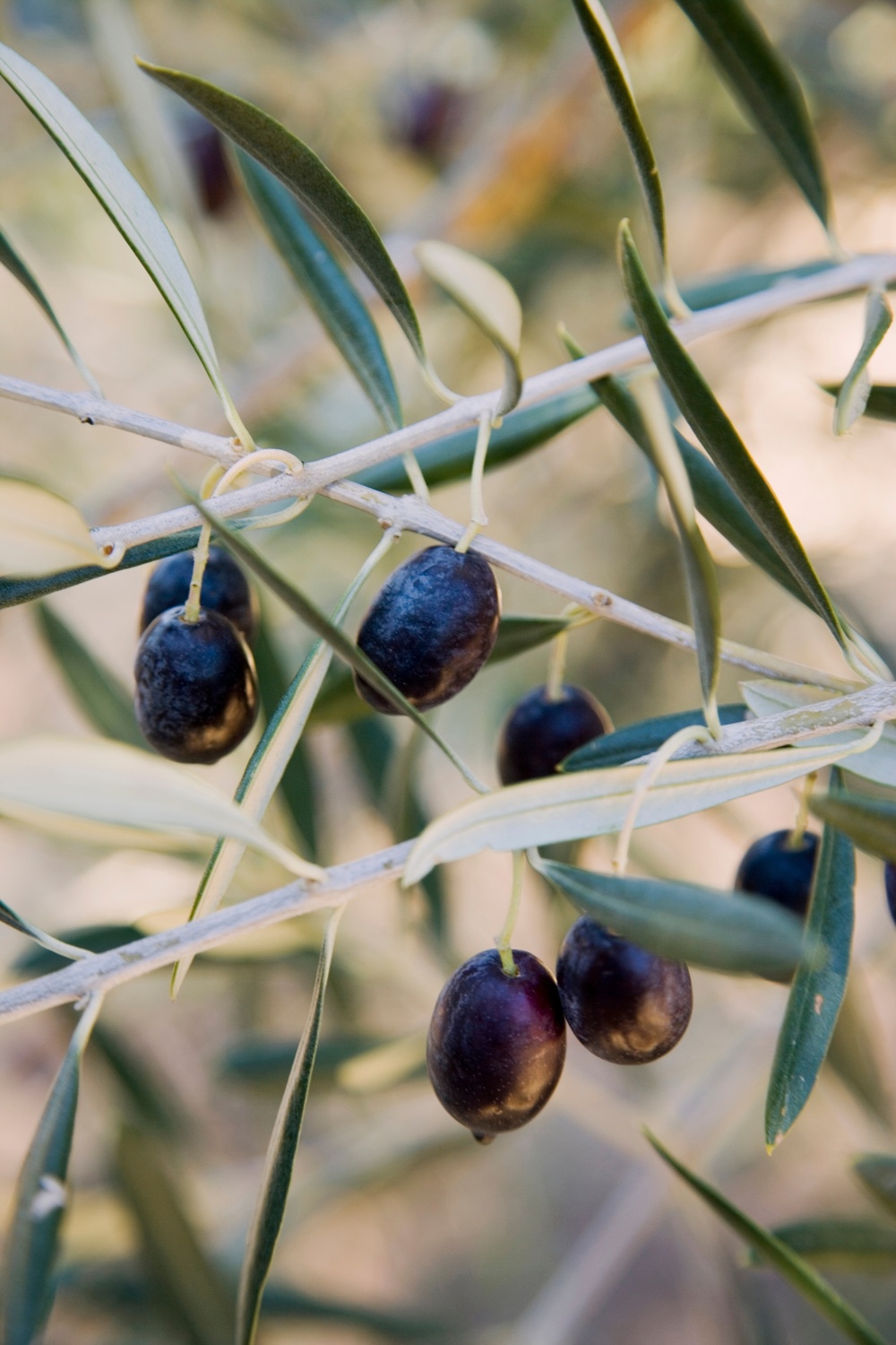 Olive & Thyme - Photo 1