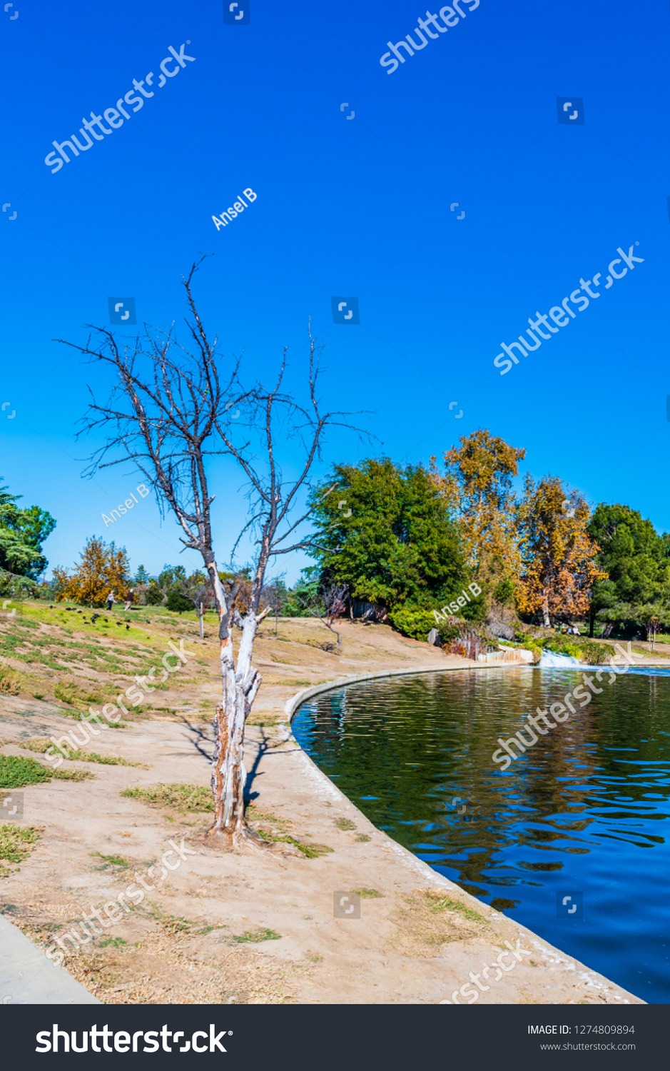 Balboa Lake Path - Photo 1