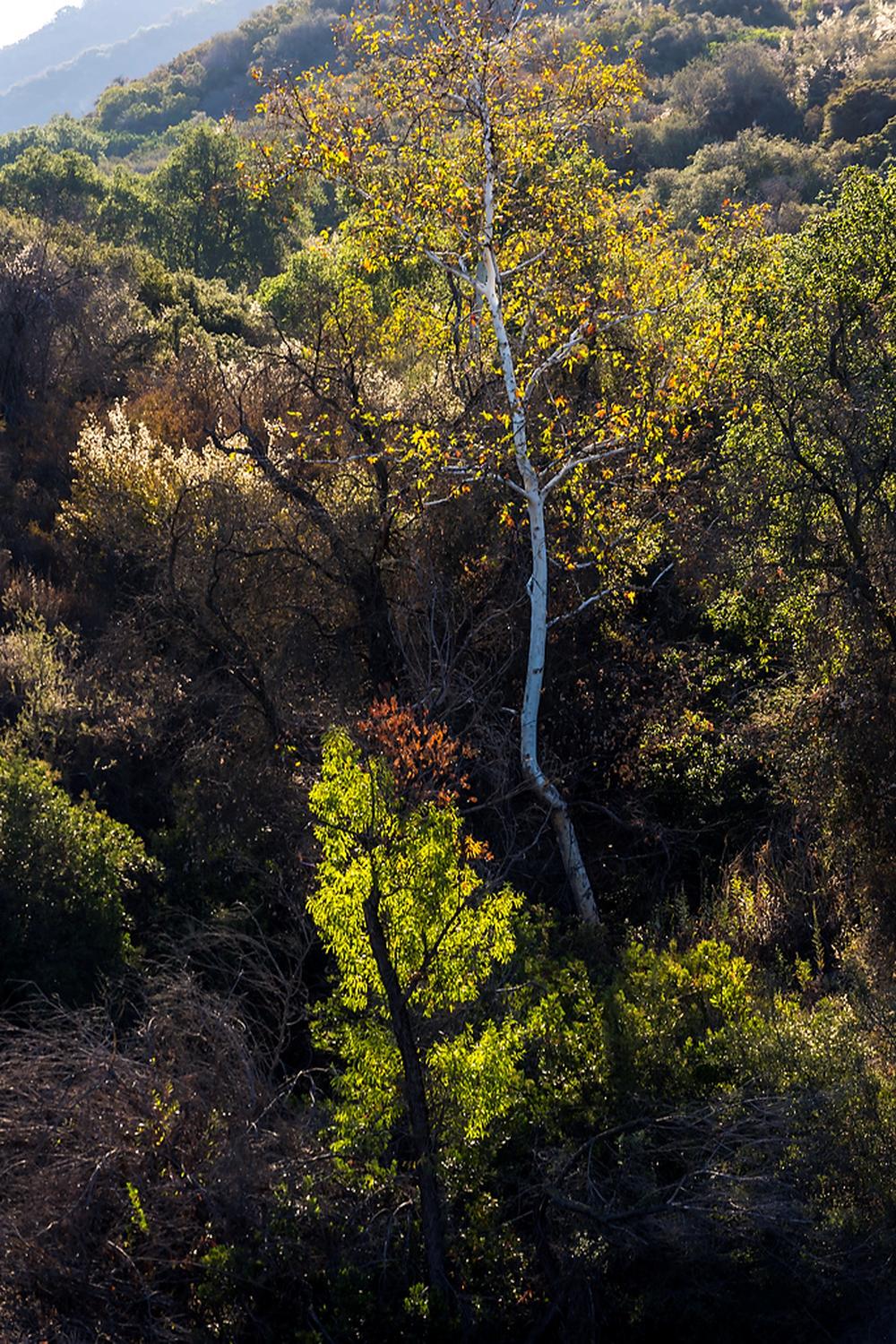 Verdugo Mountains Open Space Preserve - Photo 1