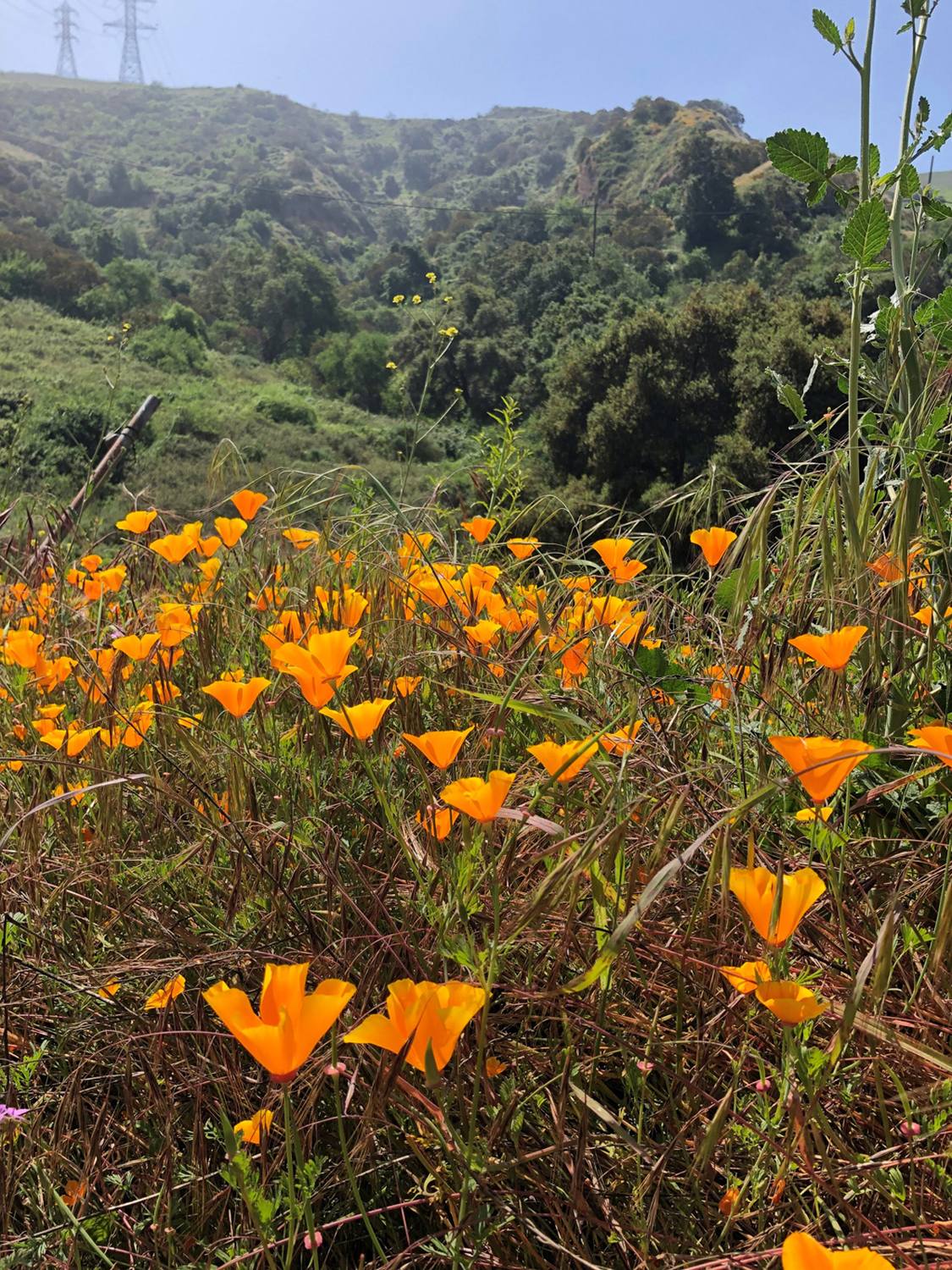 Turnbull Canyon Trail (East Access) - Photo 1