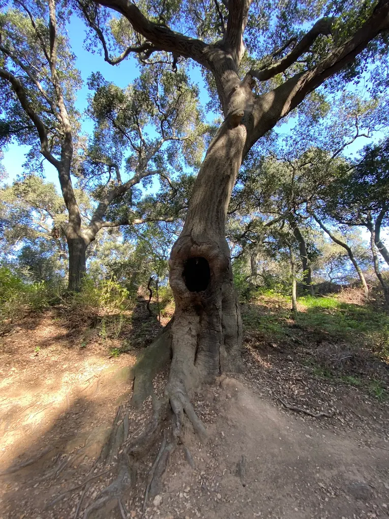 Marshall Canyon Trailhead - Photo 1