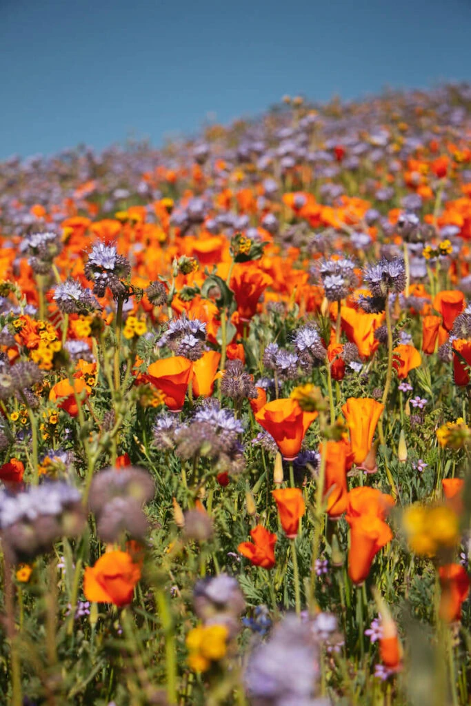 Antelope Valley California Poppy Reserve - Photo 1
