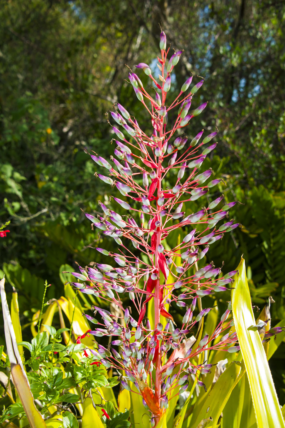 CSUN Botanic Garden - Photo 1