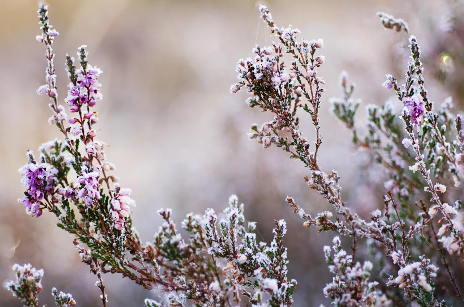 How to Keep Your Garden Blooming: 5 Cold-Climate Plants