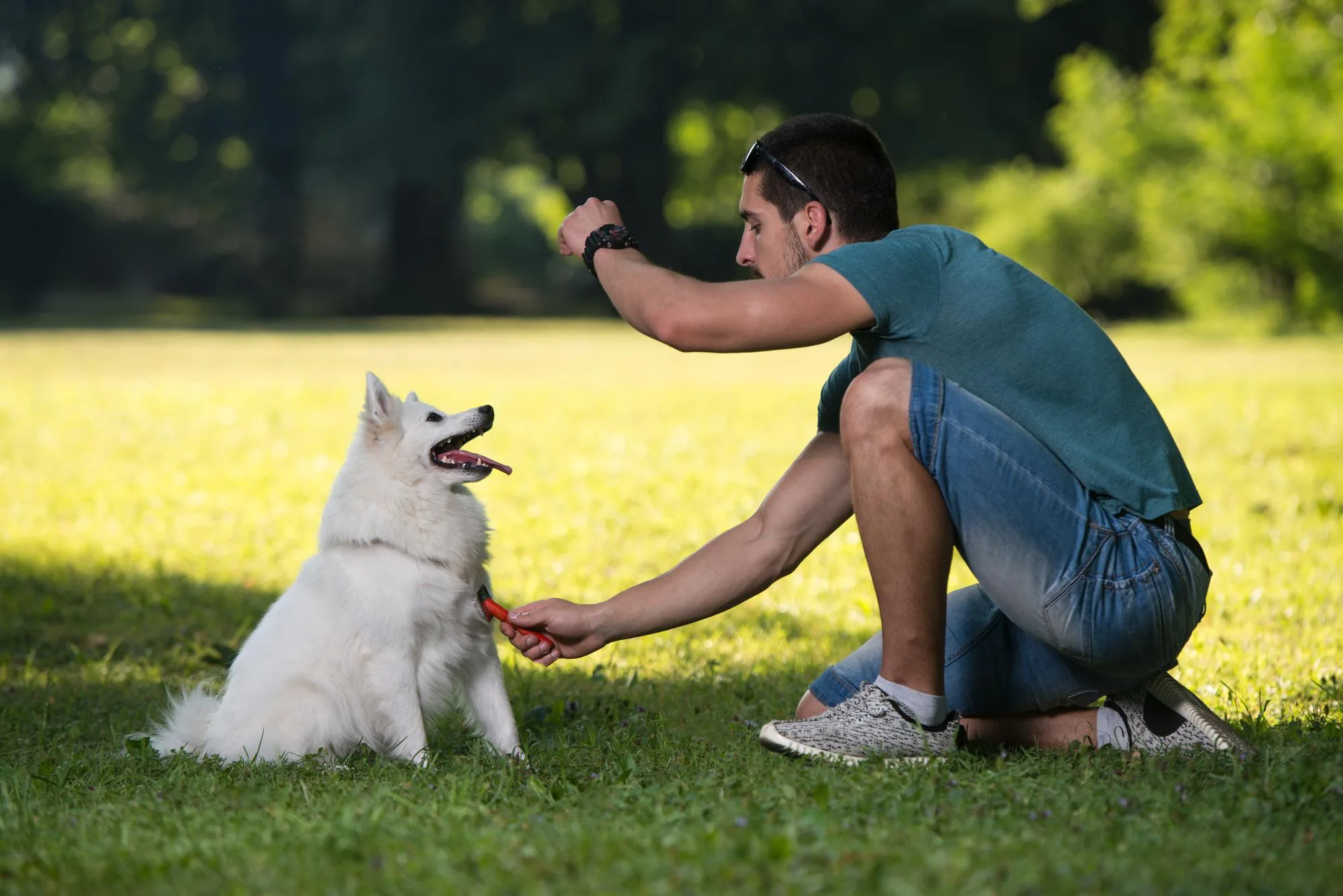 Paw-sitive Outcomes: The Transformative Benefits of Training Your Pet