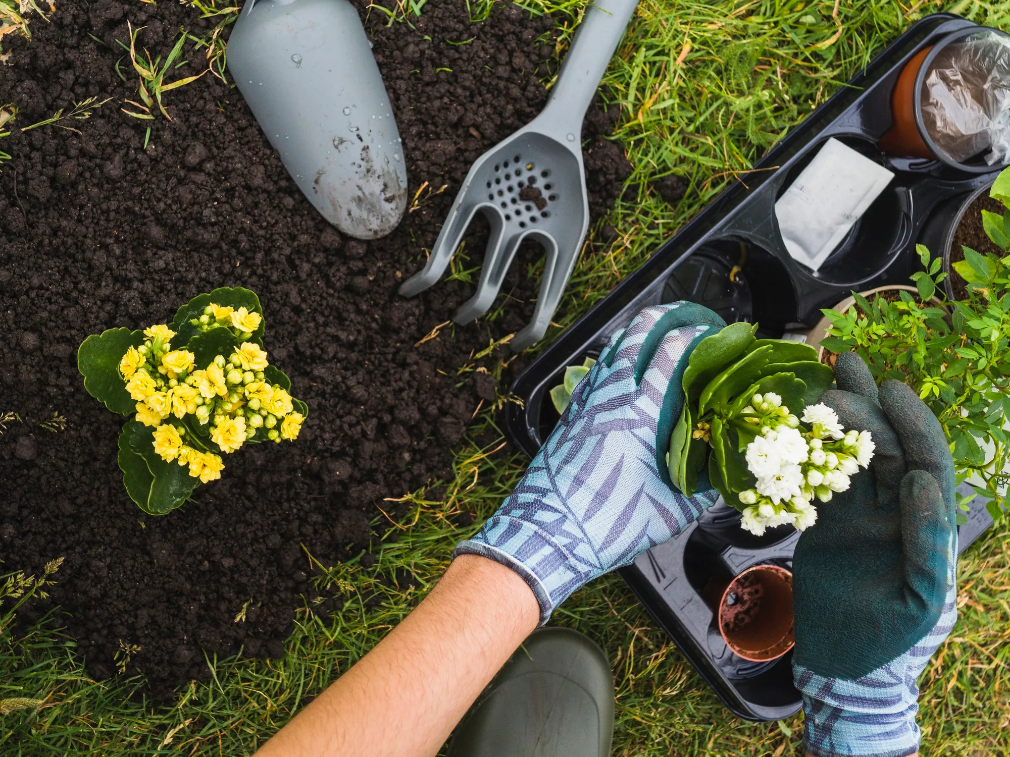 Blooms on a Budget: Starting a Garden Without Breaking the Bank