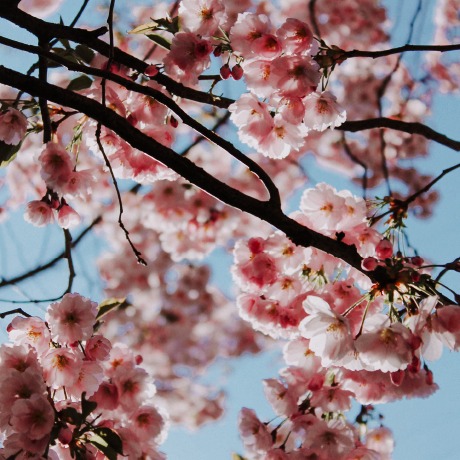 bague de fiançailles sur mesure sakura : la rencontre