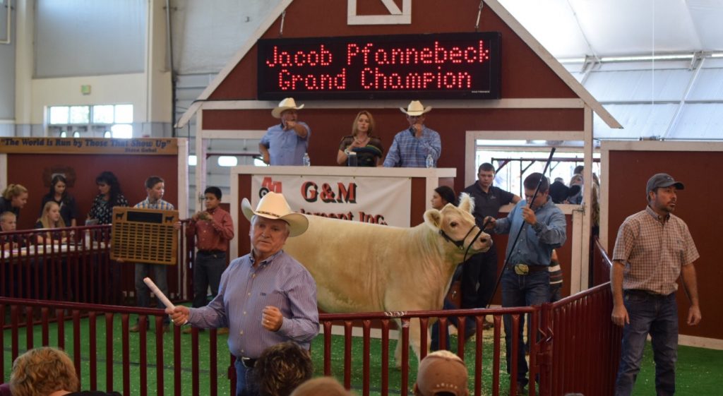 Greeley VW at the Weld County Fair Junior Livestock Sale