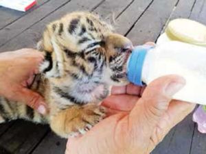 Nace tigre de Bengala en Veracruz, lo llaman Covid