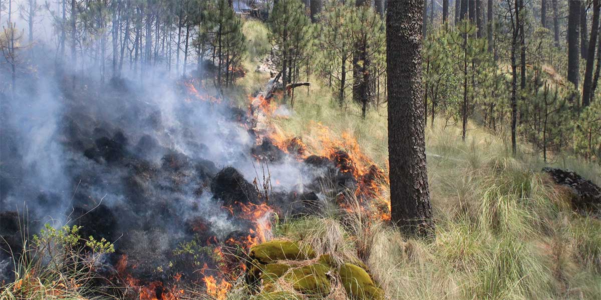 Van 126 incendios forestales en Puebla en lo que va del año: Segob