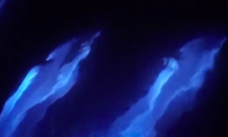 Delfines “brillan” con nado en California