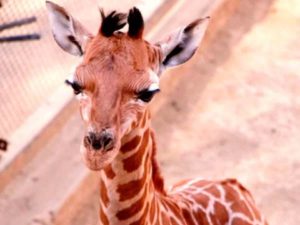 Sedema busca nombre para jirafa bebé y tú puedes votar