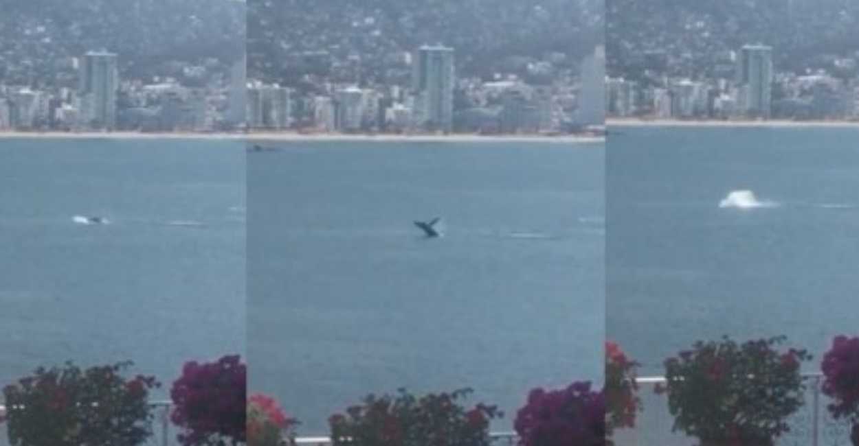 Captan a ballena en playas de Acapulco