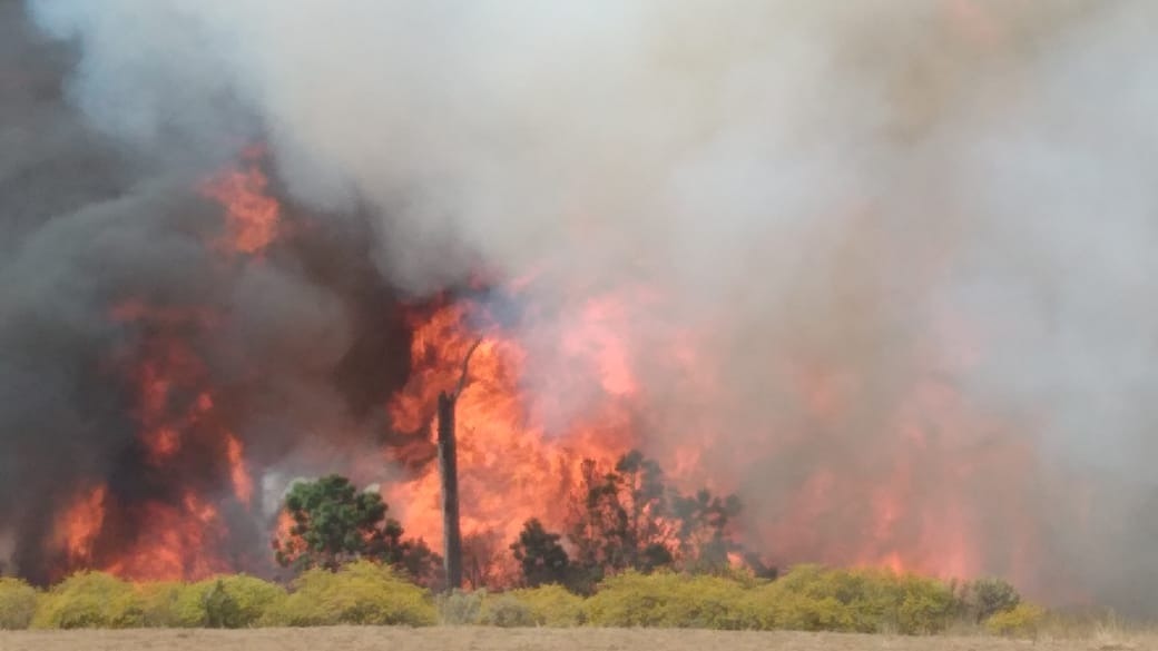 Dañan incendios forestales más de 10 mil hectáreas en el estado: Medio Ambiente