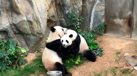 Aprovechan la cuarentena; Pandas se aparean tras 10 años de indiferencia