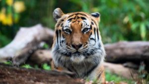 Covid-19 afecta a 5 tigres y 3 leones en zoológico de NY
