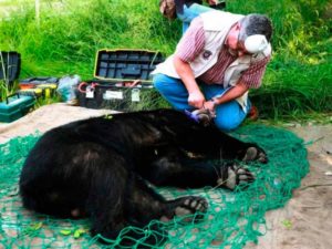 Captura a oso negro… dentro de escuela en Monterrey