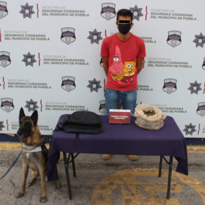 Aseguró unidad canina de la Policía más de un kilogramo de marihuana y una persona fue detenida