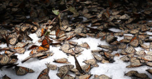 Incendio devasta 100 hectáreas de Biosfera de la Mariposa Monarca