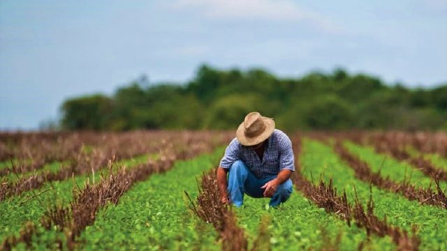 Consejo Nacional Agropecuario estima pérdida de empleos del 20% en el campo