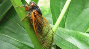 Prevén llegada de insectos que no se veían hace 17 años