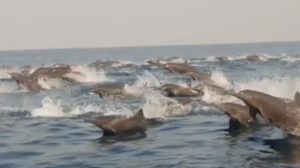 Cientos de delfines se dejan ver en costas de Oaxaca