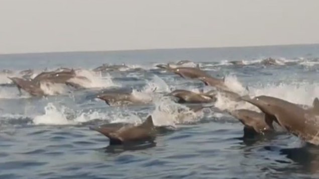 Cientos de delfines se dejan ver en costas de Oaxaca