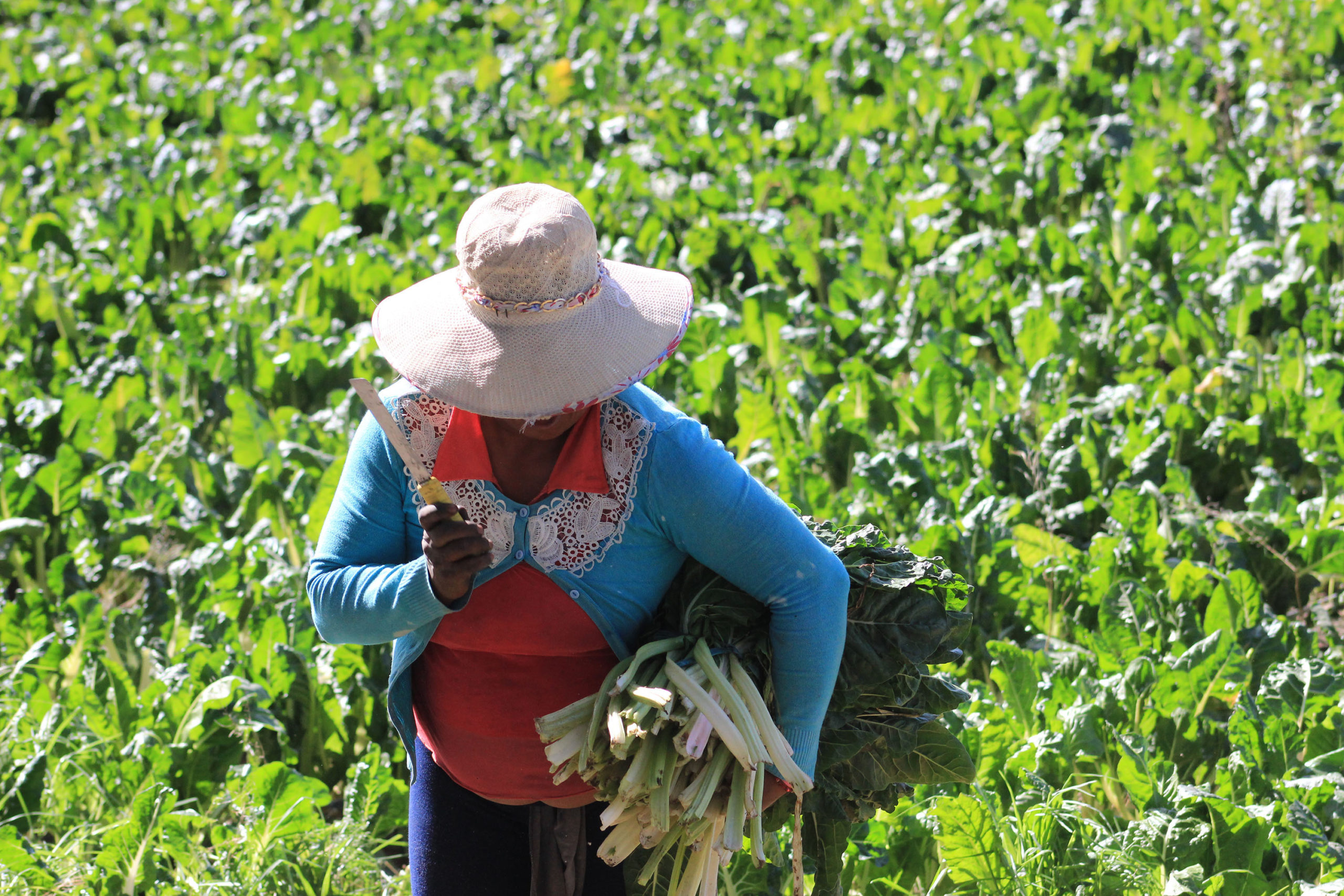 Apoyará SDR con difusión a productoras y productores durante contingencia