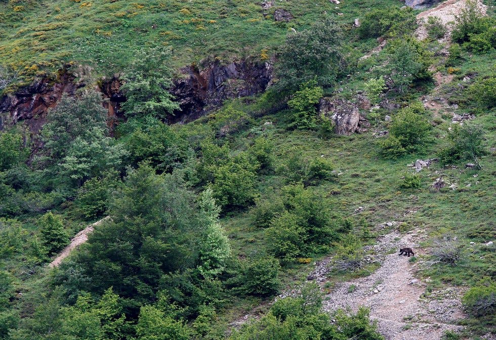 Pandemias resultan por devastación natural:OMS