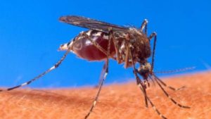 El aumento de la urbanización en África hará que los mosquitos piquen más