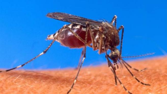 El aumento de la urbanización en África hará que los mosquitos piquen más