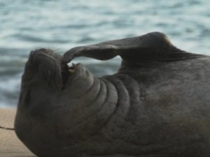 Bautizan como ‘Panchito’ a elefante marino que llegó del Cono Sur a Nayarit