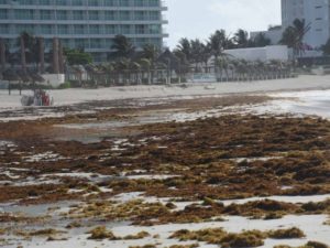 Prevén arribo de toneladas de sargazo al Caribe mexicano