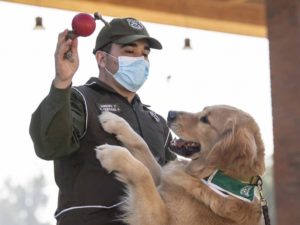Policía chilena adiestra perros para detectar covid-19