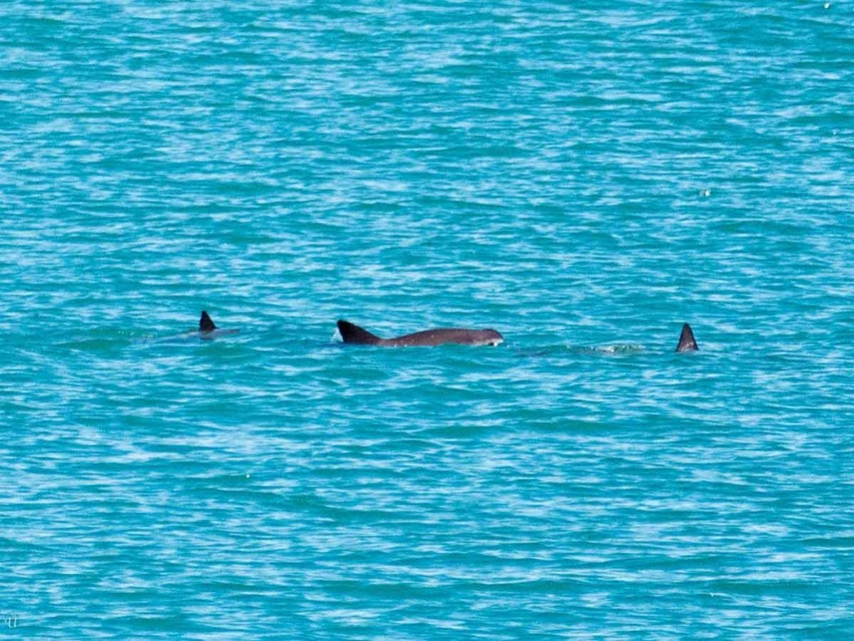 Va Semar con mano dura en plan para proteger a vaquita marina