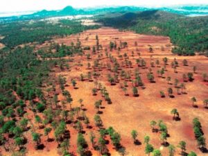 Ha perdido México más de 127 mil hectáreas de bosque
