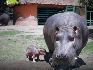 Un bebé hipopótamo, el nuevo habitante del zoológico de Zacango