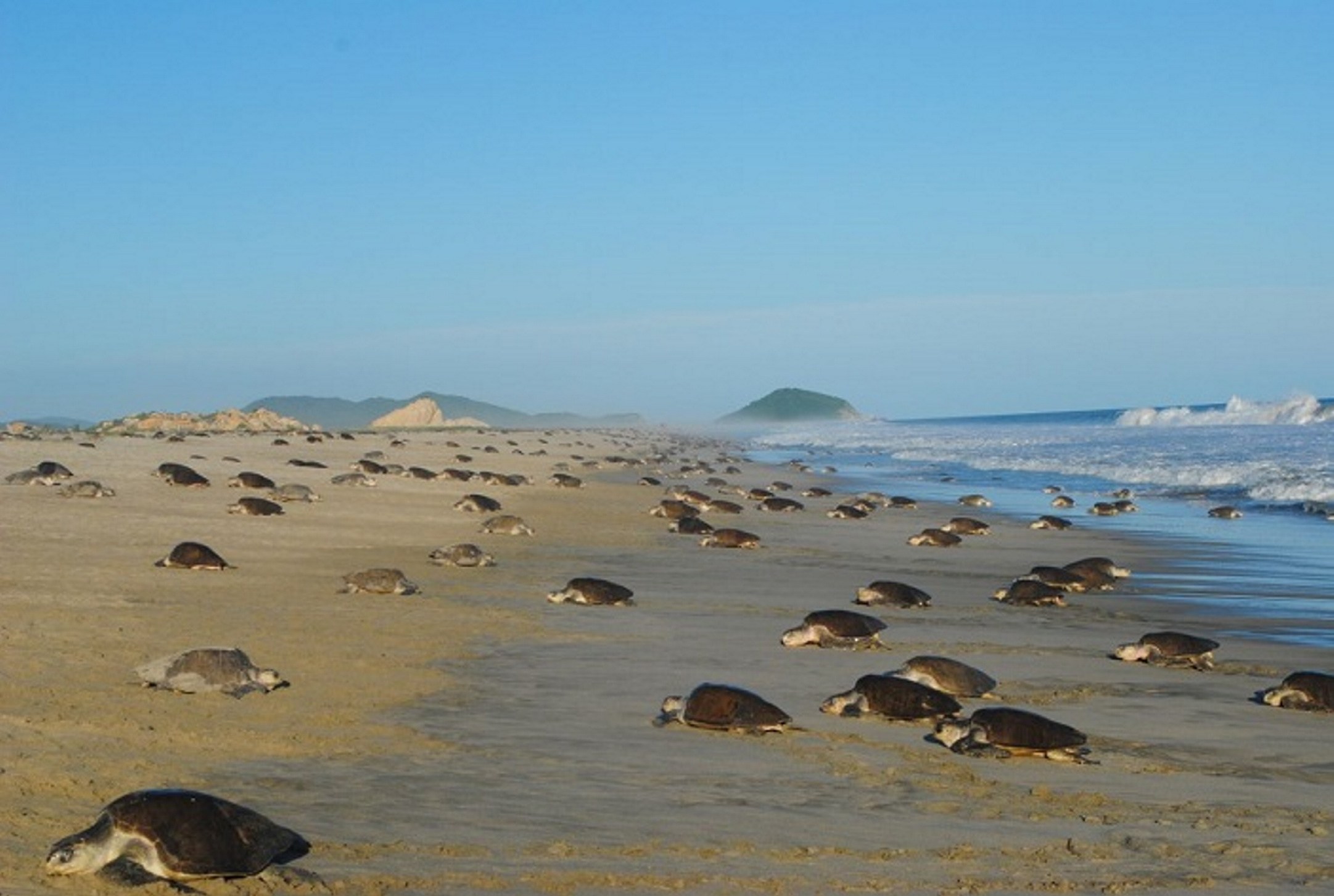 Arriba de la tortuga golfina al Santuario Playa de Escobilla, Oaxaca