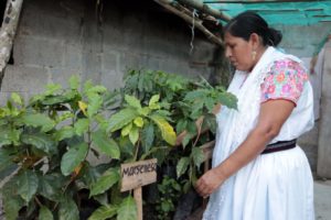 Presenta SDR programa de acompañamiento técnico para la cafeticultura