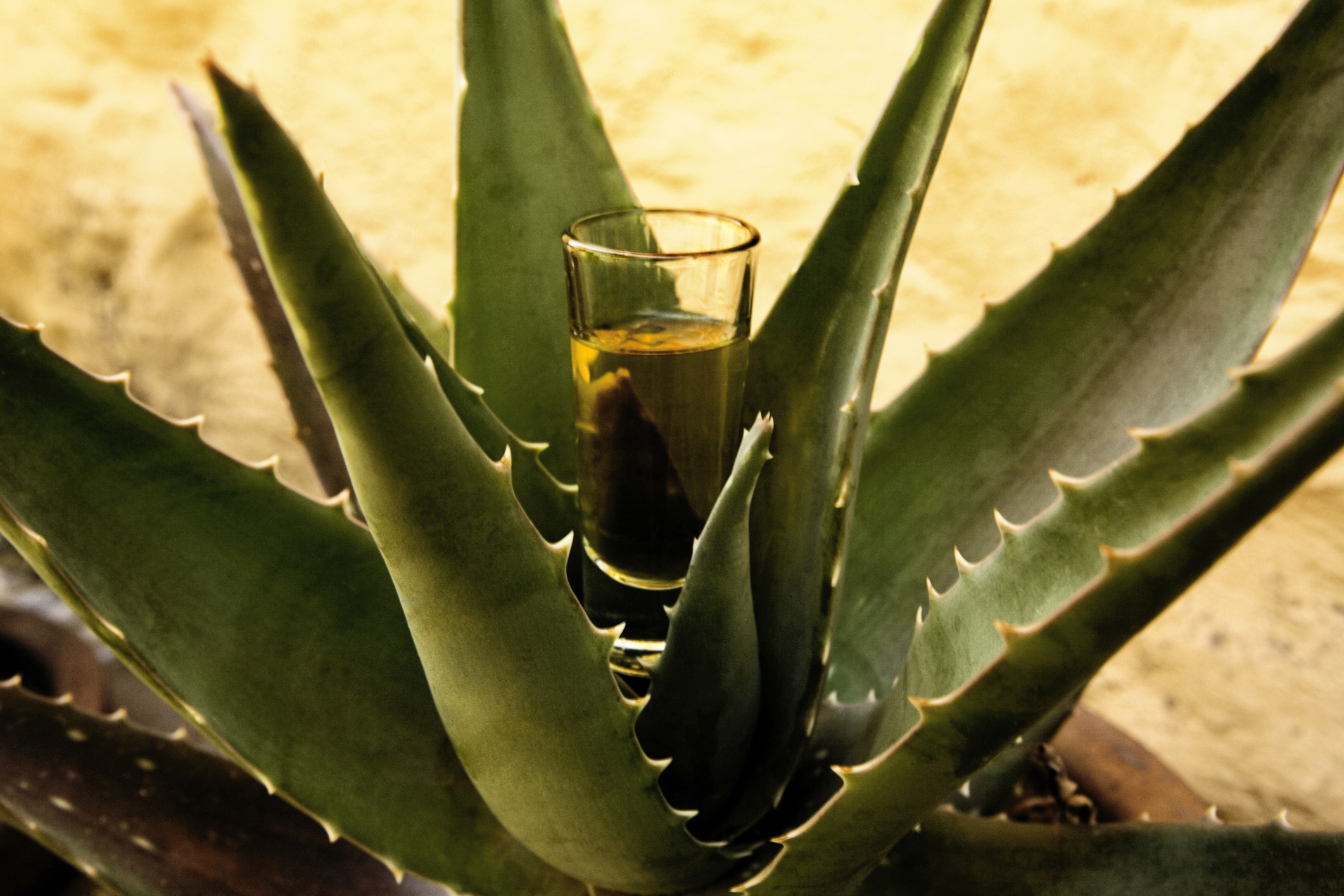 Tequilera Don Ramón interesado en invertir en Puebla para invertir en una Mezcalera que sería la más grande de América Latina