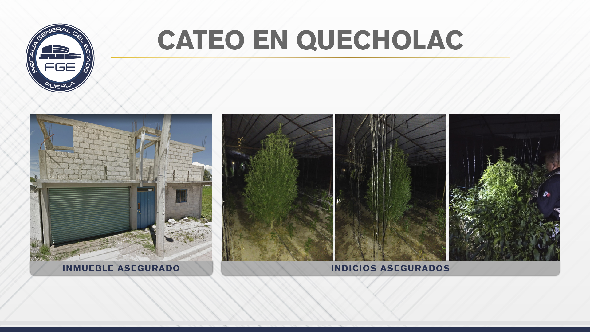 En Quecholac, Fiscalía halló invernadero de plantas de marihuana