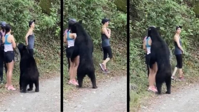 El oso de Nuevo León ha sido capturado y reubicado en dos ocasiones: Profepa